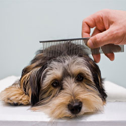 Dog Grooming Tips To Make Your Dog Happier